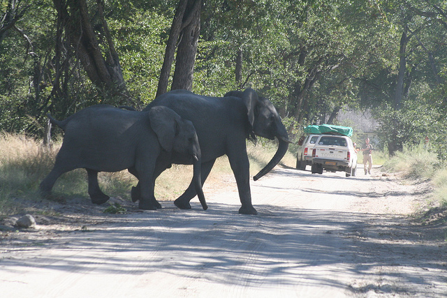 「チョベ国立公園サファリには50,000頭の象が暮らす」