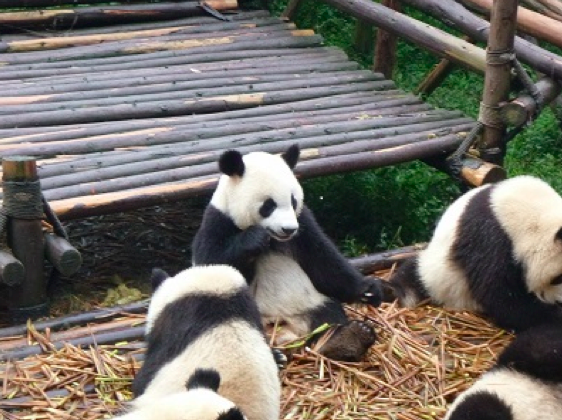 中国旅行vol.1～四川省・パンダは熊だと言い張る伸びしろガイドさん　その１編～