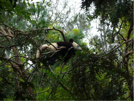 サンディエゴにジャイアントパンダが間近で見られる動物園がある！