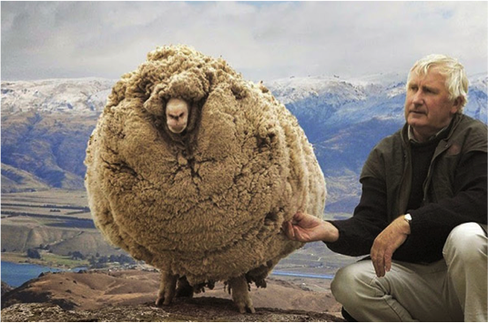 羊の毛は永遠に伸び続けるのか？ーニュージーランドで６年間洞窟に隠れて刈り取りを逃れたシュレック・ザ・シープ