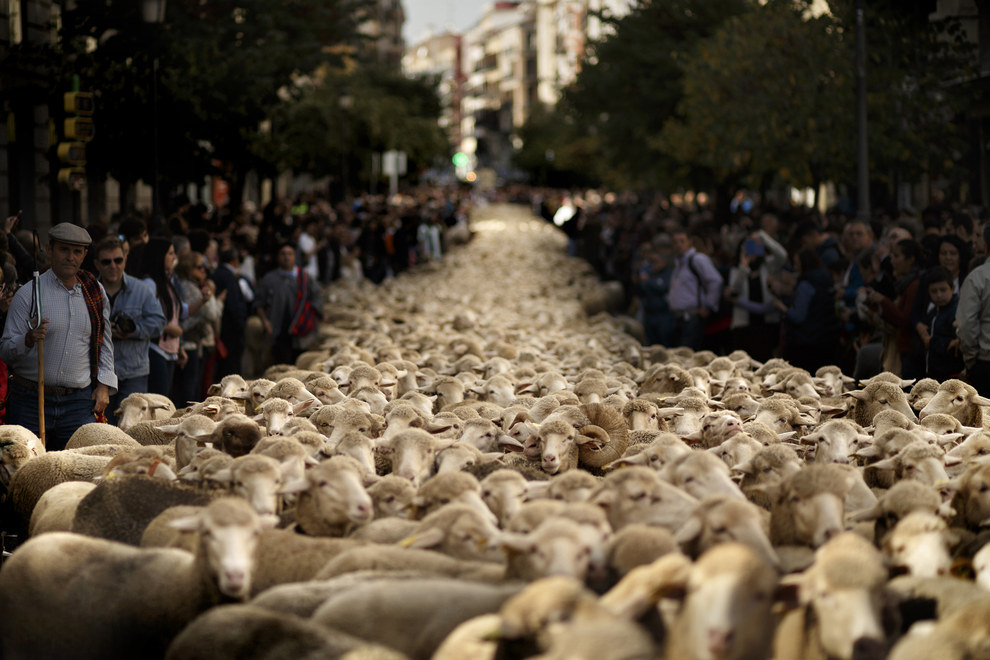 スペインの首都マドリッドに羊の河が出現!