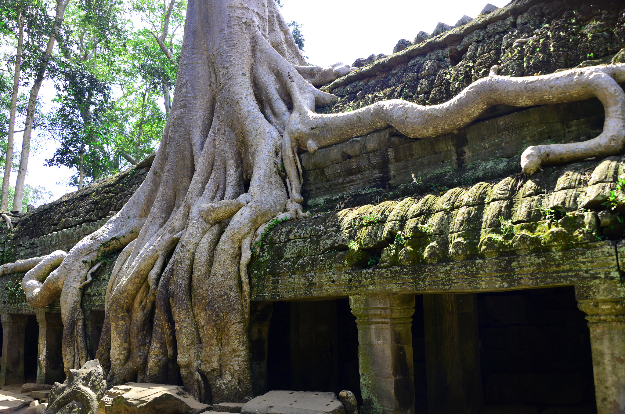 カンボジアの大自然に圧倒される廃墟　　　タ・プローム（Ta Prohm)