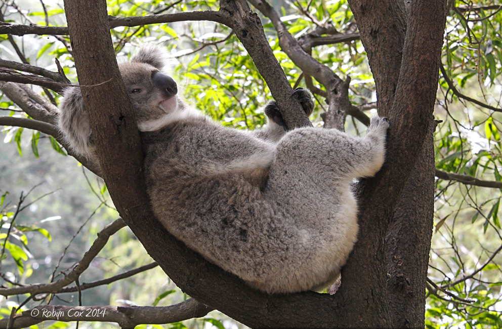 コアラも木から下りる！オーストラリアで記録的な猛暑
