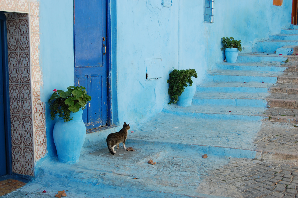 地中海諸国の猫スポット【５】モロッコ(１)