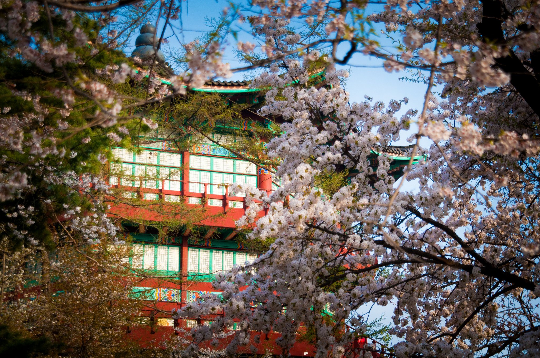韓国旅行で桜の名所を訪れる！ソウル市民に人気のベストスポット3選