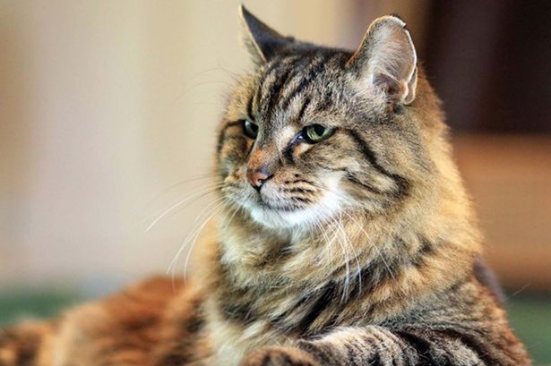 【インスタで話題】世界最高齢の121歳の猫がニャンともかわいい！